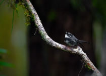 White-rumped Shama