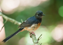White-rumped Shama