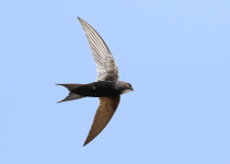 White-rumped Swift