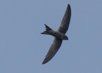 White-rumped Swift