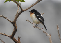 White-rumped Tanager