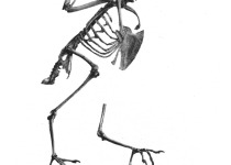 White-rumped Triller