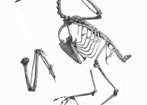 White-rumped Triller