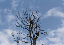 White-rumped Vulture