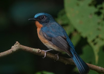 White's Blue Flycatcher