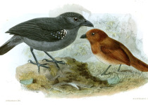 White-shouldered Antshrike
