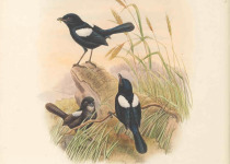 White-shouldered Fairywren