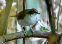 White-shouldered Fire-eye