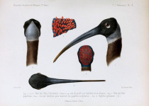 White-shouldered Ibis