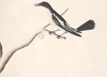 White-shouldered Triller