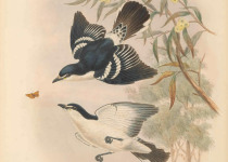 White-shouldered Triller