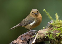 White-sided Flowerpiercer