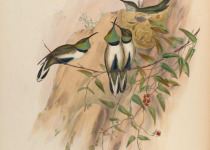 White-sided Hillstar