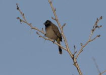 White-spectacled bulbul