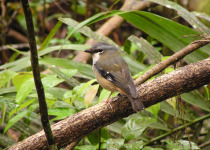 White-spectacled Monarch