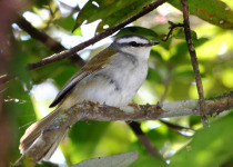 White-spectacled Redstart
