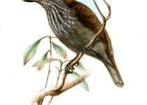 White-spotted Antbird