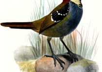 White-spotted Catbird