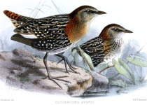 White-spotted Flufftail