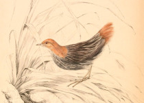 White-spotted Flufftail