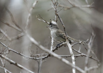 White-spotted Woodpecker