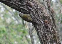 White-spotted Woodpecker