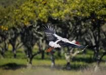 White Stork