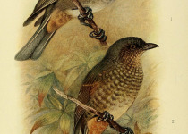 White-streaked Antvireo