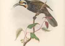 White-streaked Honeyeater