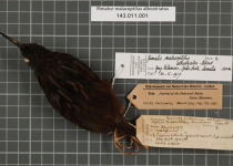 White-streaked Wren-Babbler