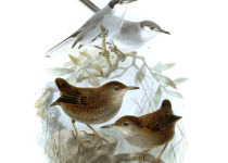 White-striped Antbird