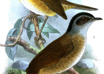 White-tailed Ant-Thrush