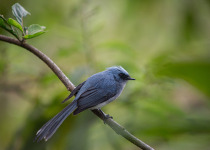 White-tailed Blue Flycatcher