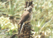 White-tailed Cinclodes