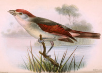 White-tailed Crested Flycatcher