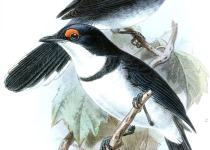 White-tailed Crested-Flycatcher