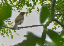 White-tailed Crested Flycatcher