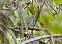 White-tailed Crested-Flycatcher