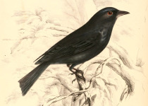 White-tailed Drongo