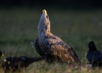 White-tailed Eagle