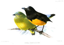 White-tailed Goldenthroat