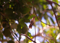 White-tailed Hillstar