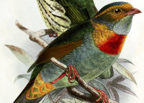 White-tailed Hillstar