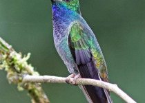 White-tailed Hillstar