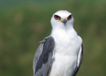 White-tailed Kite