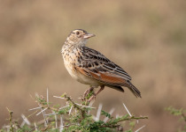 White-tailed Lark