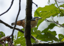White-tailed Nuthatch