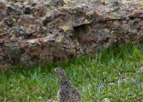 White-tailed Ptarmigan