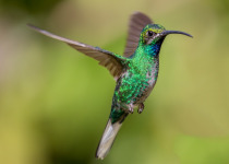 White-tailed Sabrewing