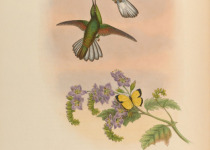 White-tailed Sabrewing